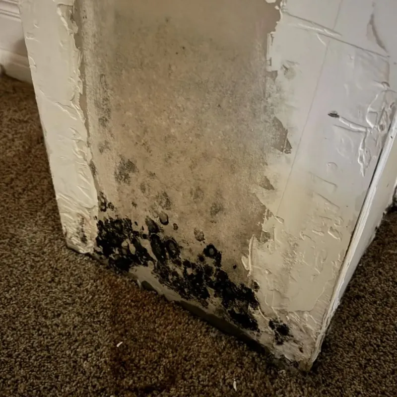 Professional Mold Removal in Iowa County, WI